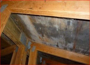 Attic Before Mold Removal